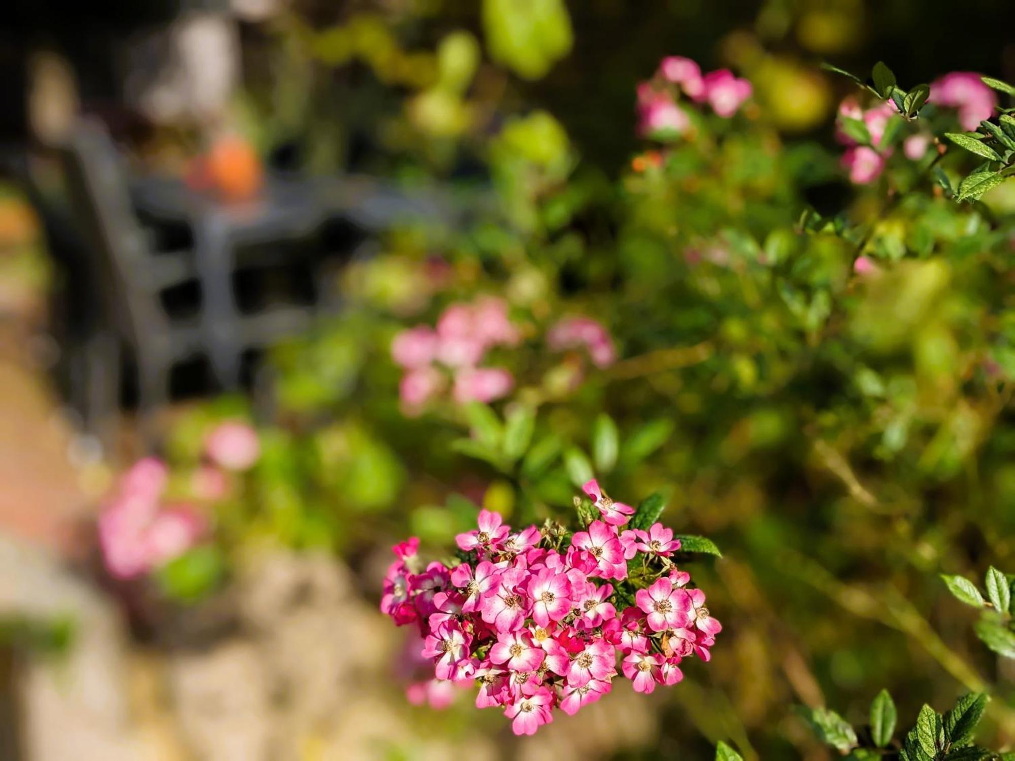 Ferienhaus Salvia Gremersdorf-Buchholz Eksteriør billede