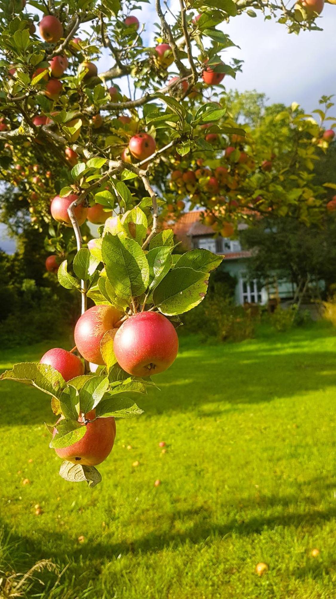 Ferienhaus Salvia Gremersdorf-Buchholz Eksteriør billede