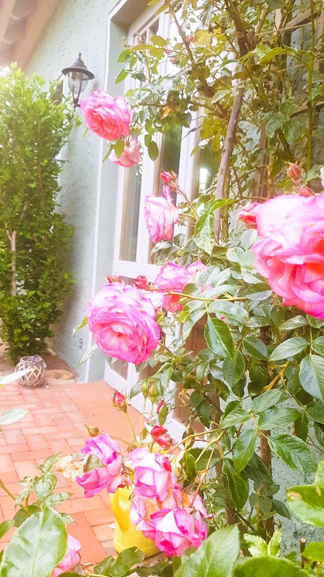 Ferienhaus Salvia Gremersdorf-Buchholz Eksteriør billede
